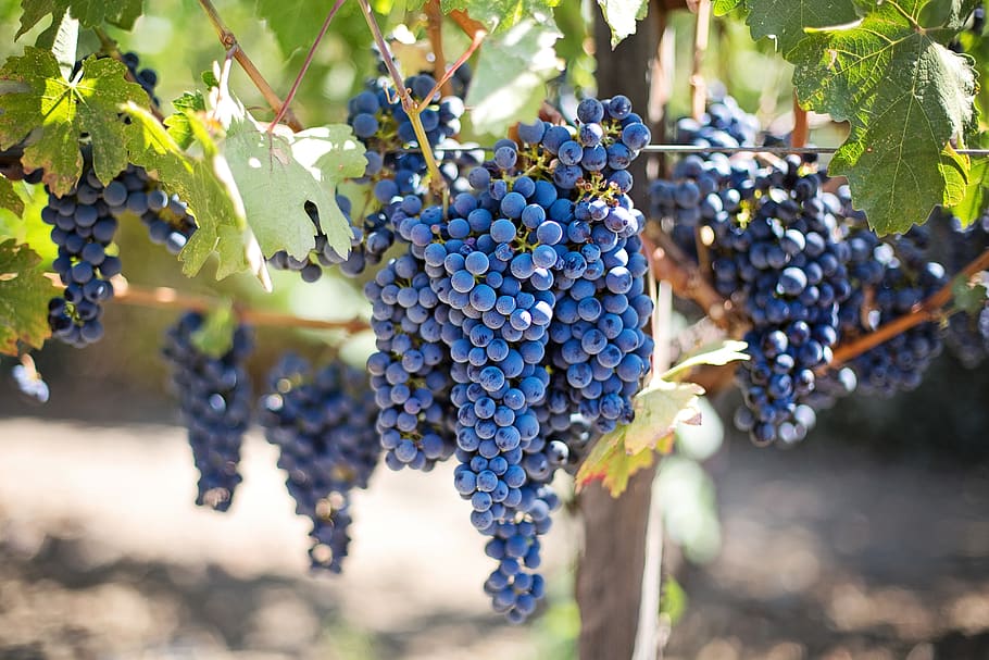 Grapes, fruits, grapevines, napa valley, napa vineyard, purple grapes, HD wallpaper