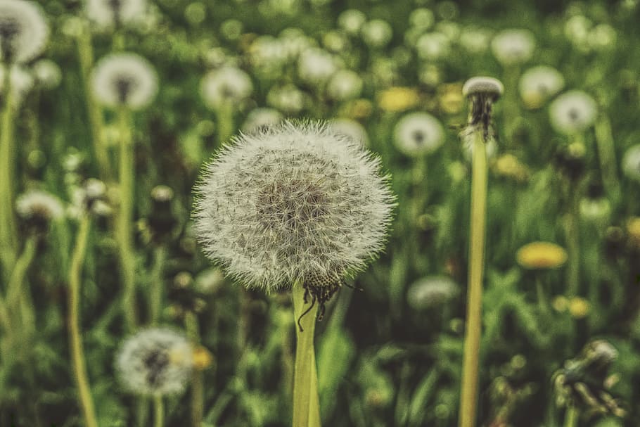 Shallow Focus Photography of Dandelions, blooming, blur, blurred background HD wallpaper