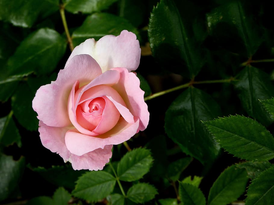 Pink Rose in Close-up Photography, beautiful, bloom, blooming HD wallpaper