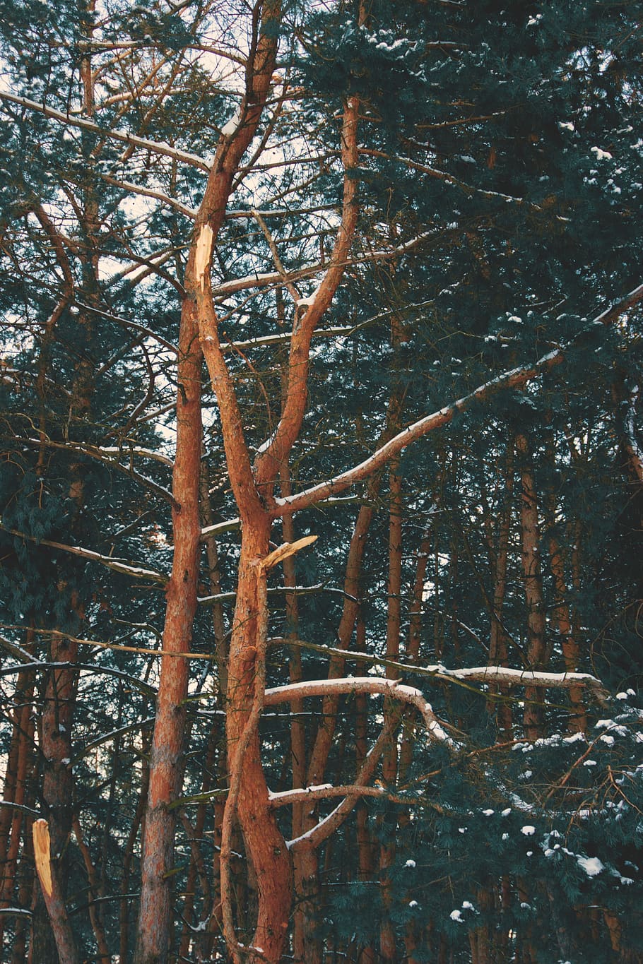 Photo Of Trees, branches, forest, nature, winter, plant, tranquility HD wallpaper