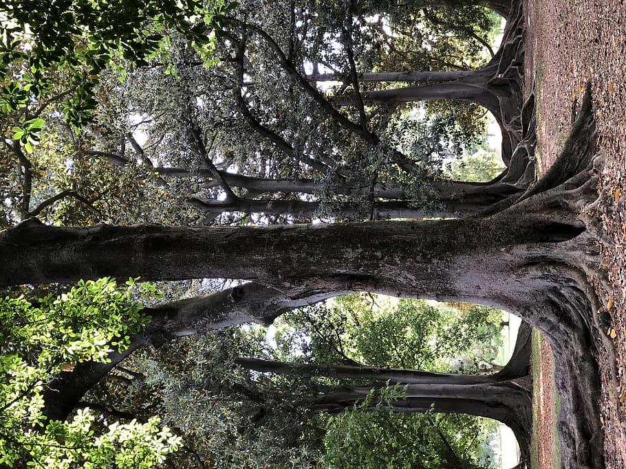 tree trunk, plant, botanic park, australia, adelaide, outdoors HD wallpaper
