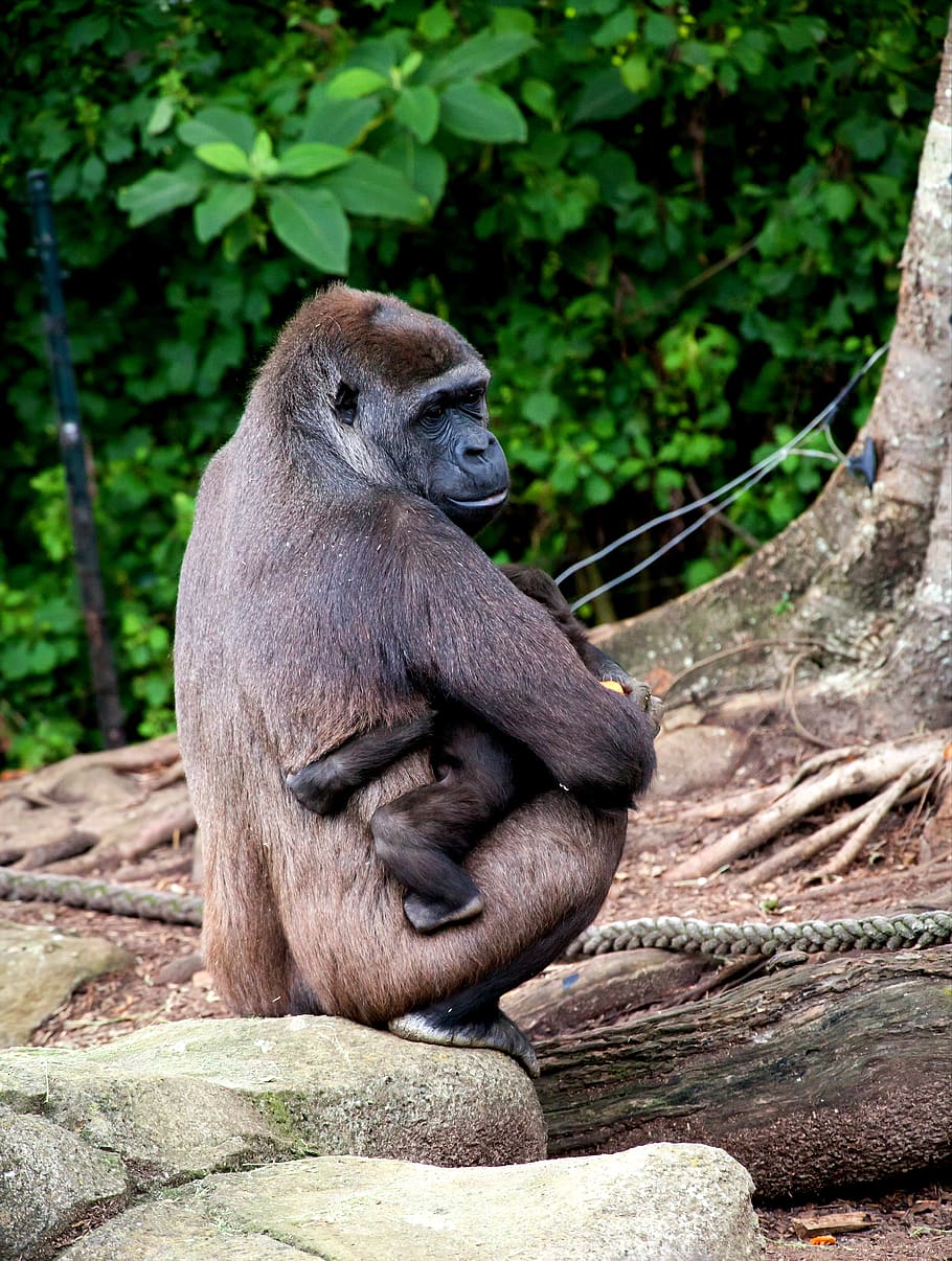 monkey hugging baby monkey beside tree, primate, animals in the wild HD wallpaper