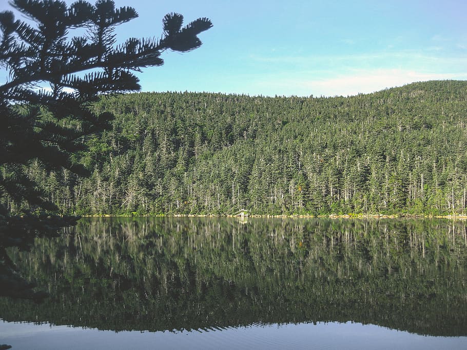 plant, tree, water, tranquility, tranquil scene, growth, beauty in nature HD wallpaper