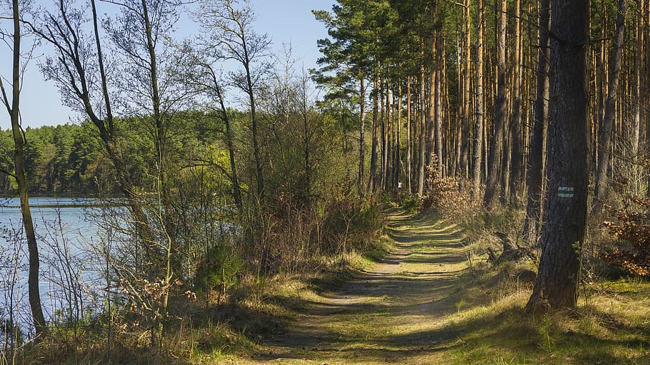 spring, forest, lake, nature, landscape, tree, light, the path HD wallpaper