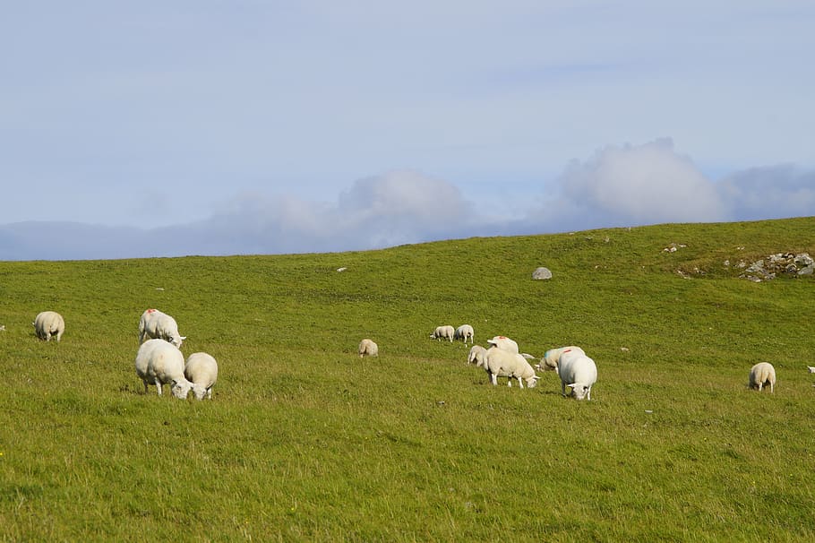 HD wallpaper: mountains, alpine meadow, pasture, herd, sheep, flock ...