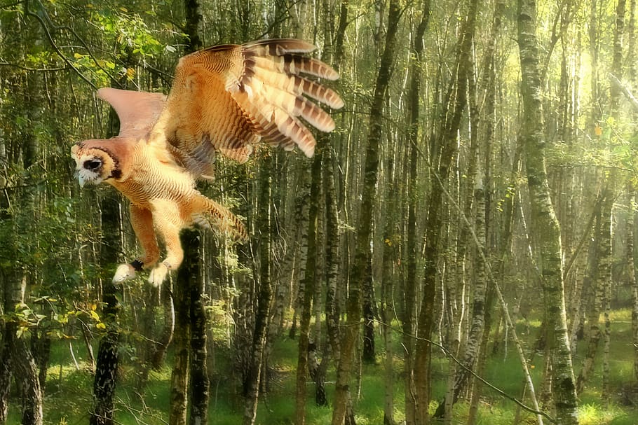 owl, flight, forest, animal, nature, flying, feather, wing HD wallpaper