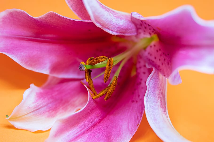 Close-up Photography of Pink Lily Flower, background, beautiful HD wallpaper