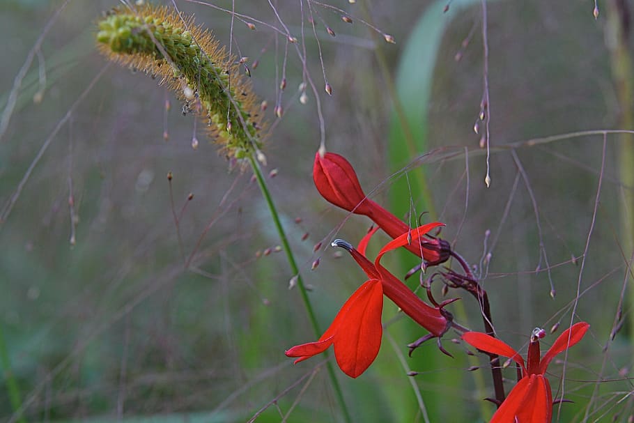 grasses, meadow, pointed flower, red, plant, beauty in nature HD wallpaper