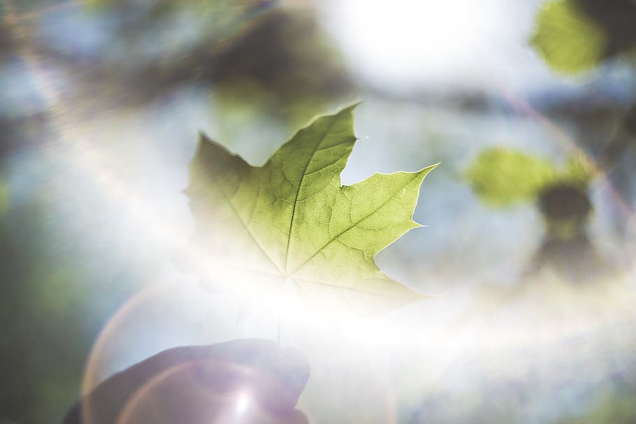 plant, leaf, tree, maple leaf, spring, green, summer, outdoors HD wallpaper