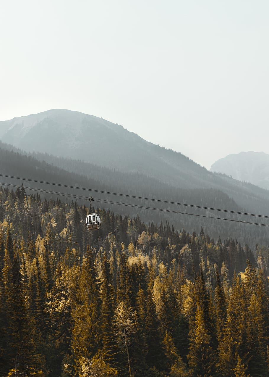 cable car above trees during daytime, plant, conifer, larch, fir HD wallpaper