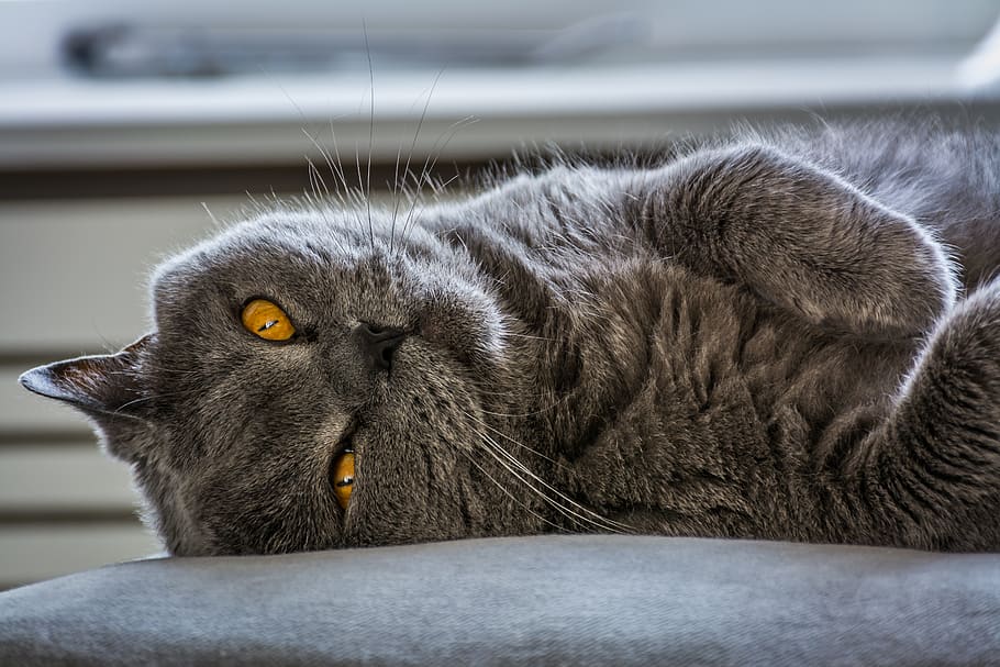 cat, animal, small tiger, one animal, mammal, feline, domestic cat HD wallpaper