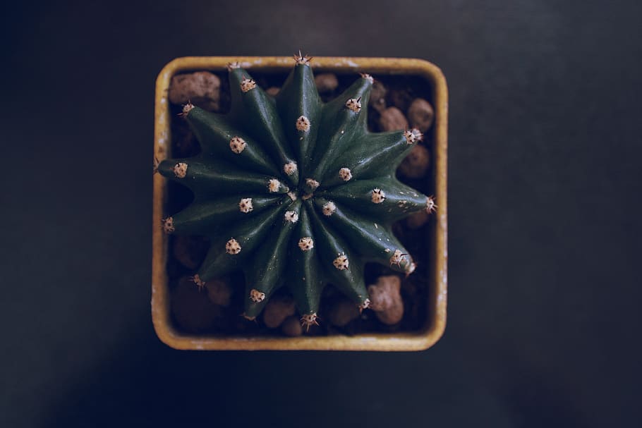 top view, succulent, plant, studio shot, food and drink, directly above HD wallpaper