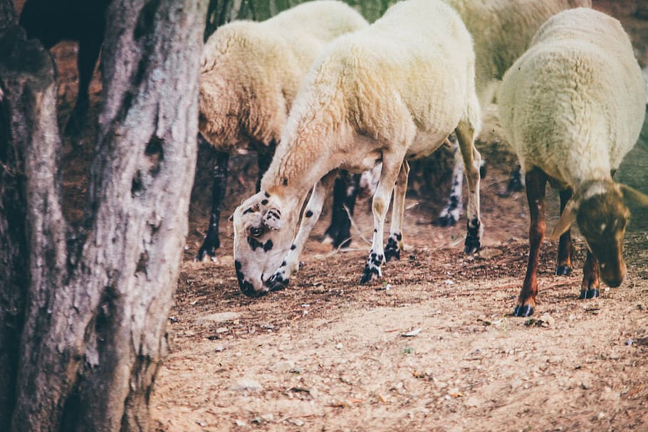 greece, skiathos, sheep, shepherd, farm, mediterranean, summer HD wallpaper