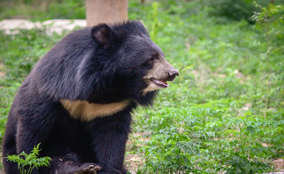 black bear sitting on grass, arignar anna zoological park, chennai