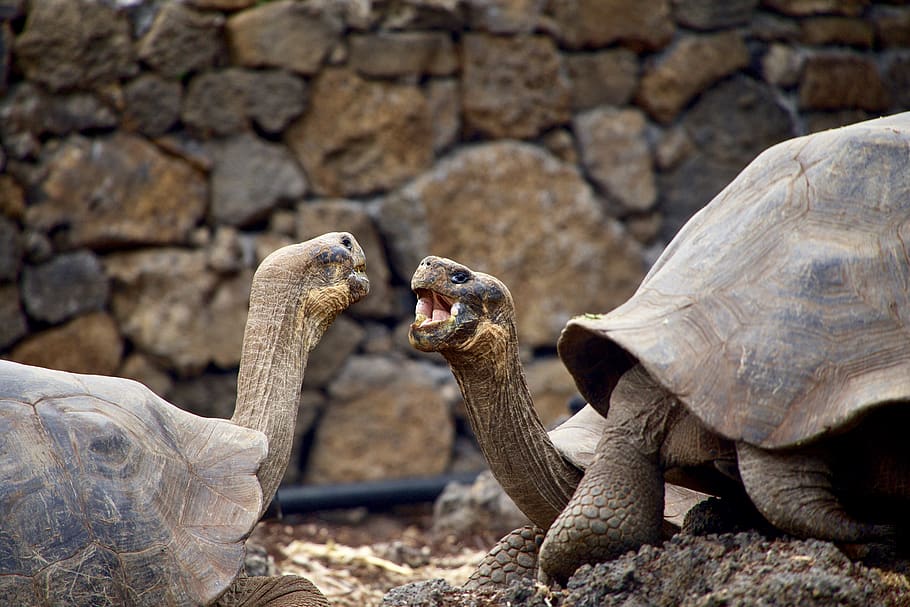 two brown tortoise facing each other, animal, animal themes, animal wildlife HD wallpaper