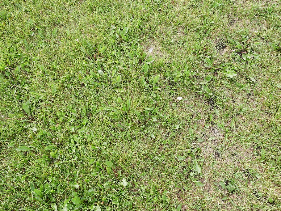 grass, soil, park, dirt, mud, plant, green color, land, field HD wallpaper