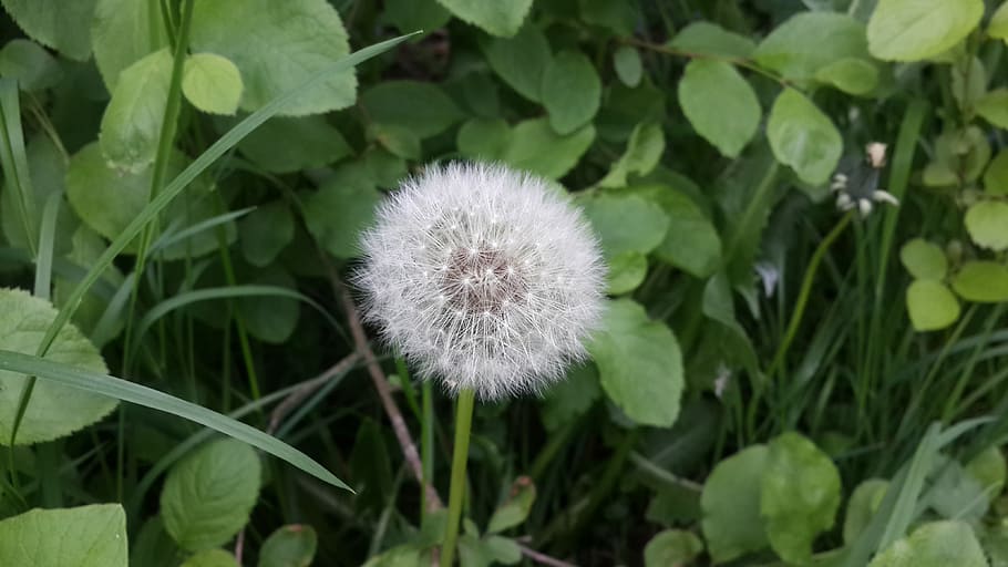 flower, dandelion, plant, freshness, fragility, flowering plant HD wallpaper