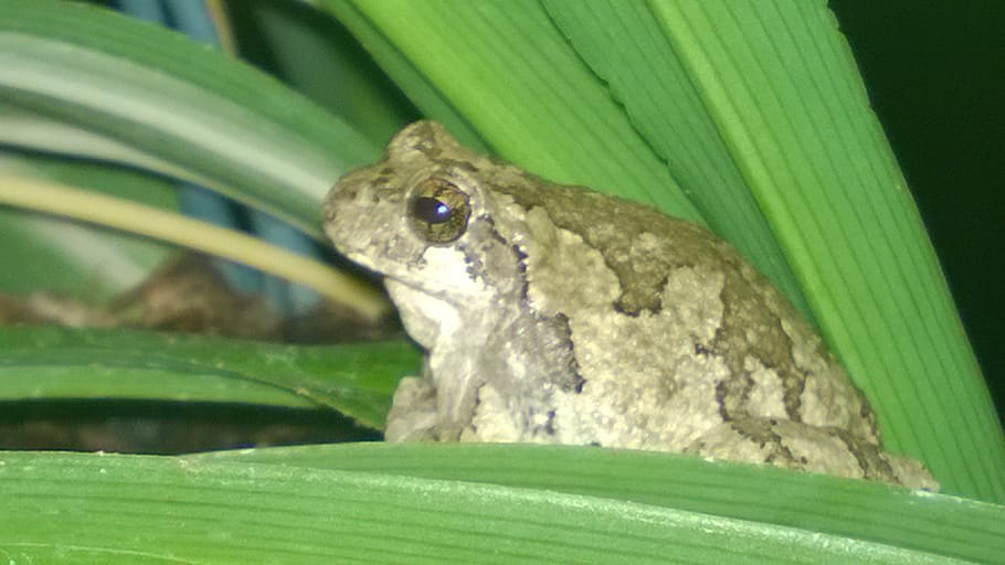 frog, animal themes, one animal, animal wildlife, vertebrate HD wallpaper