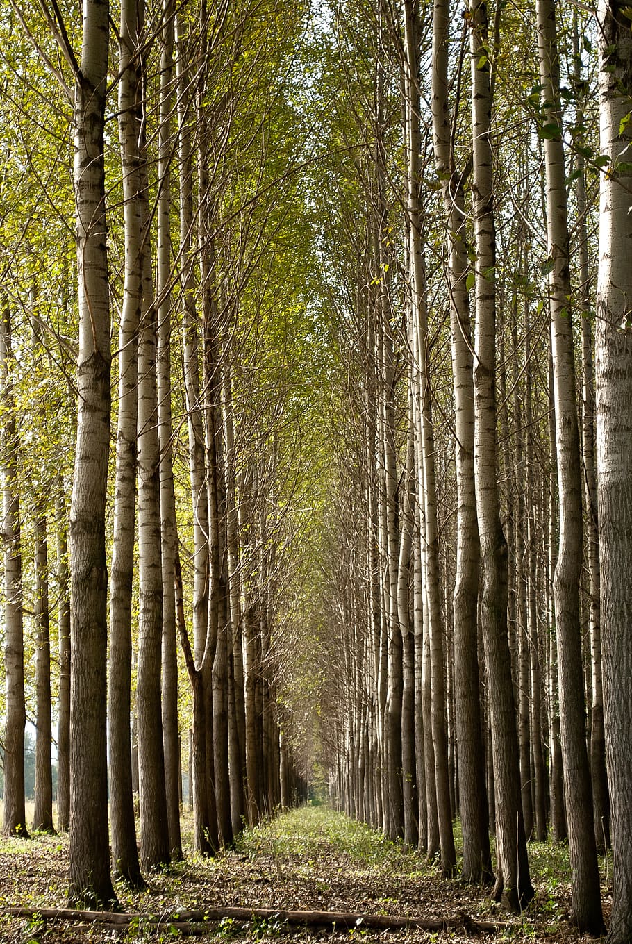 forest, trees, plants, wood, landscape, tree trunk, tranquility HD wallpaper