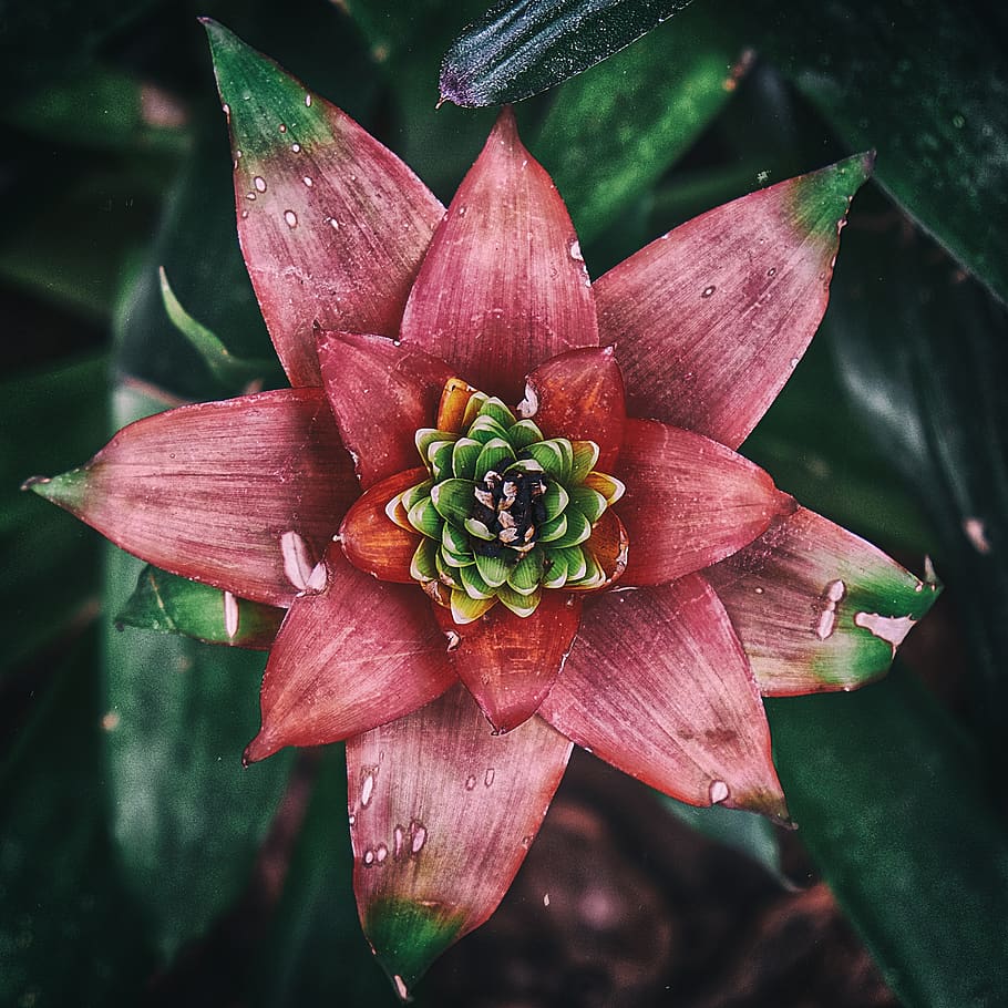 flower, red, beauty in nature, flowering plant, petal, inflorescence HD wallpaper