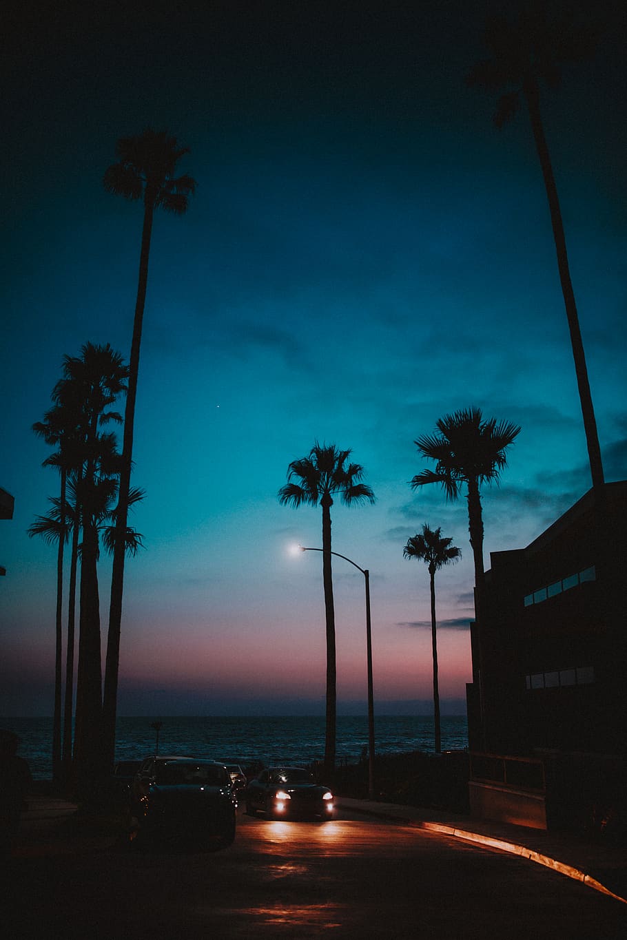 Silhouette Of Palm Trees, backlit, dark, dawn, tropical climate HD wallpaper