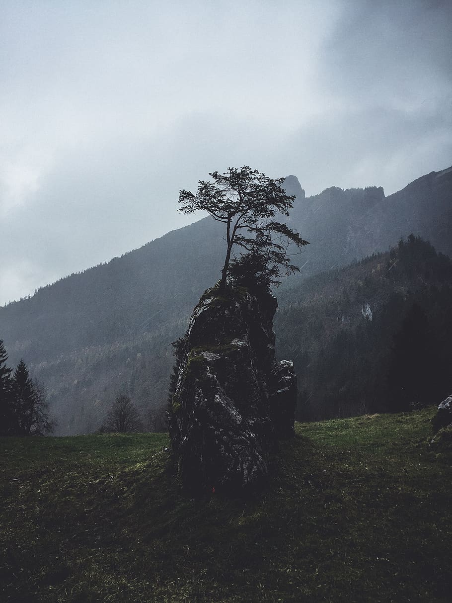 A Rock With A Plant , adventure, conifer, dawn, daylight, environment HD wallpaper