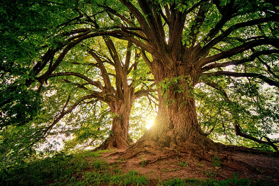 two brown trees, plant, tree trunk, growth, forest, land, nature HD wallpaper