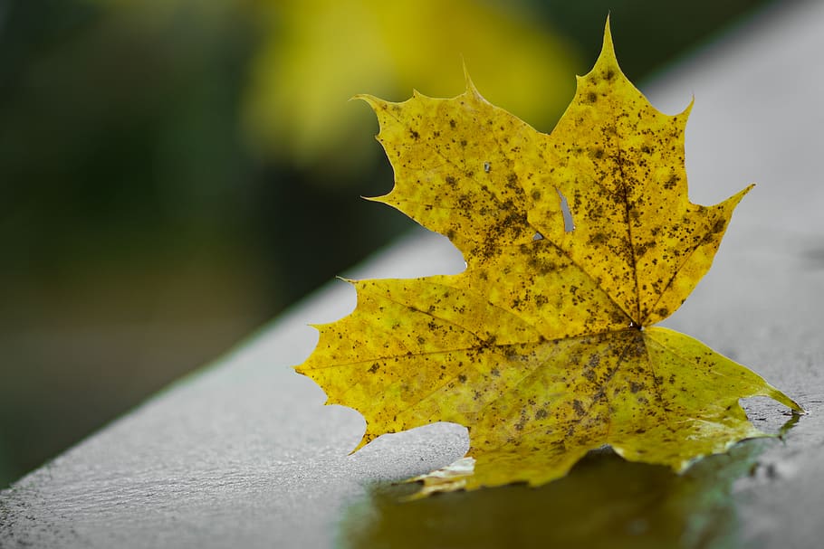 Yellow Maple Leaf on Gray Board Selective Focus Photography, blur HD wallpaper