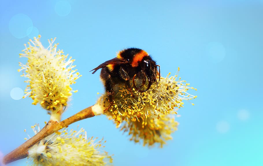 shallow focus photo bee, invertebrate, insect, animal themes HD wallpaper