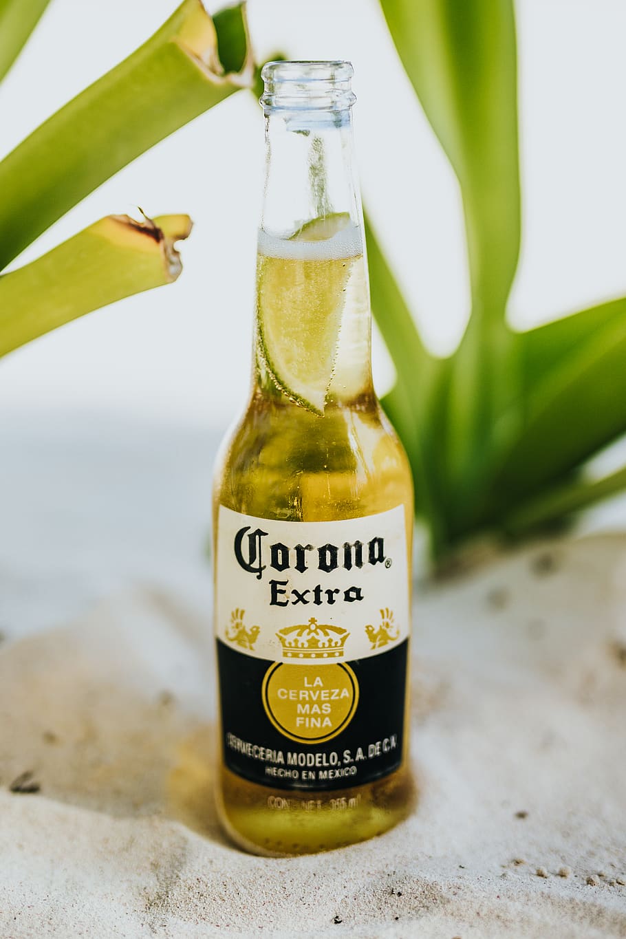 Corono Extra labeled bottle, beverage, drink, alcohol, beer, plant, HD wallpaper