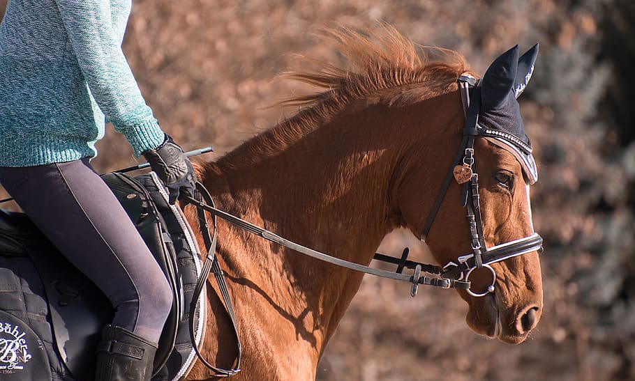 horse, animal, ride, fuchs, english, bridle, reiter, saddle, HD wallpaper