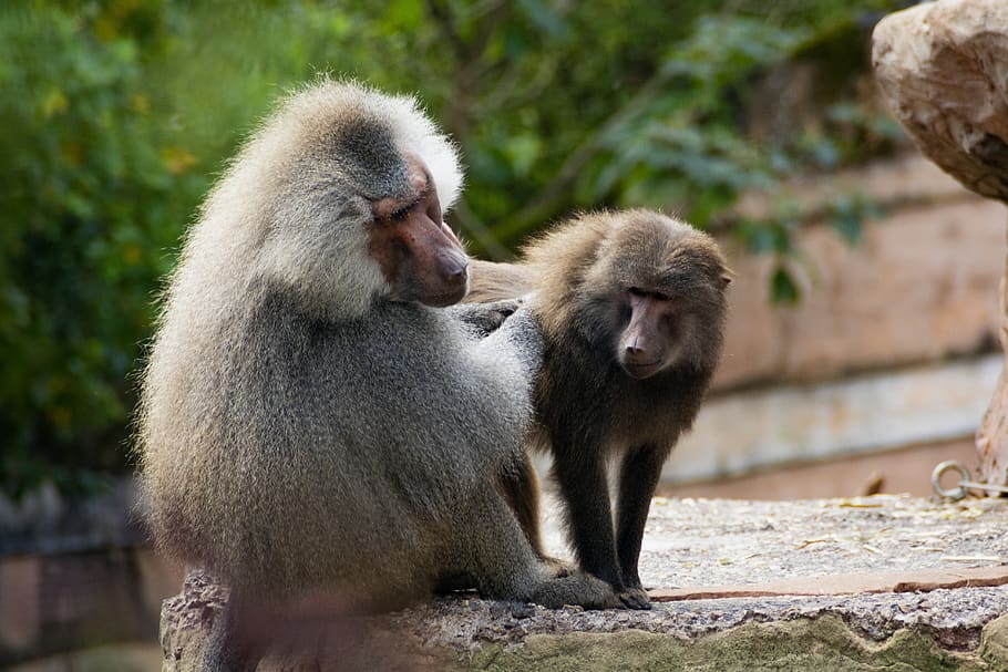 hamadryas baboon, primate, fur, monkey, animals, zoo, ape, male HD wallpaper