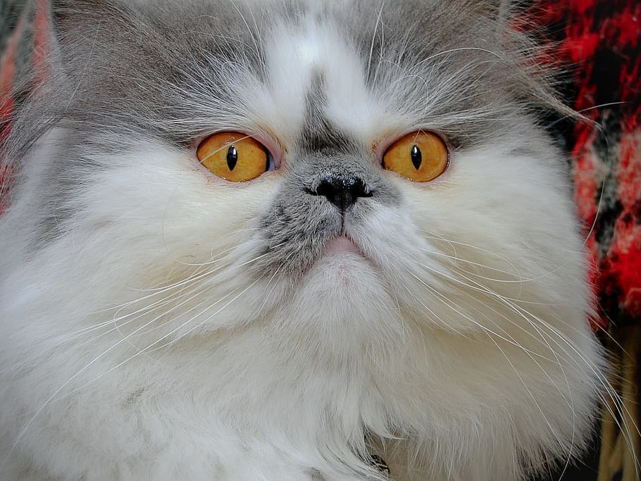 cat, close up, face, looking, domestic, feline, animal, portrait HD wallpaper