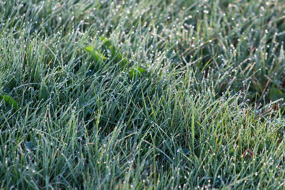 Shallow Focus Photography of Grass Wit Droplets of Water, dew HD wallpaper