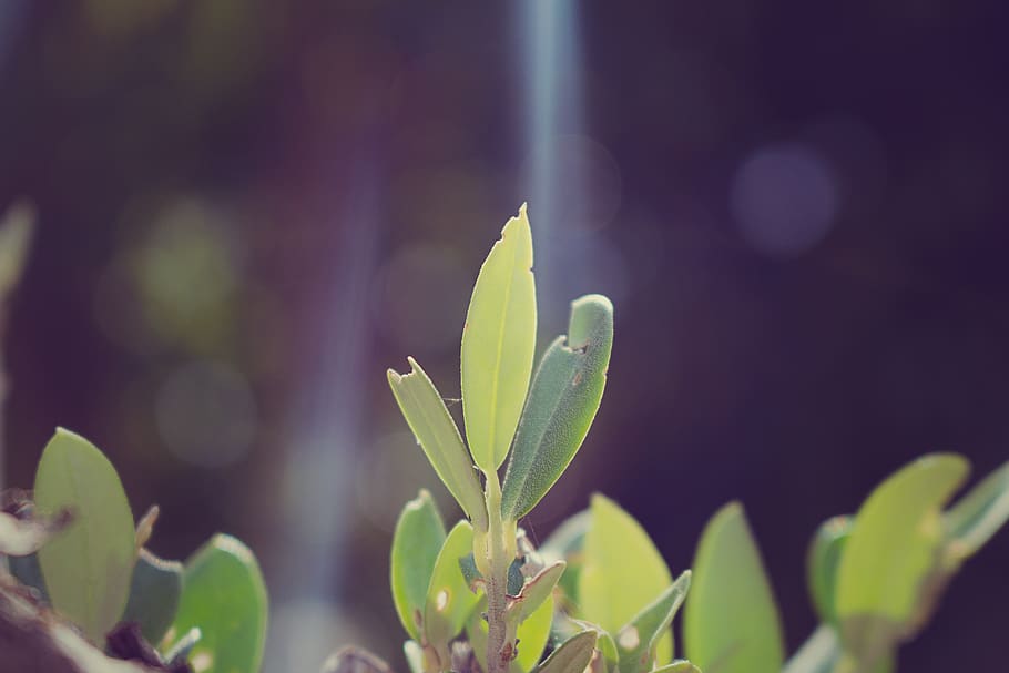 nature, macro, light, green, garden, growth, plant, green color HD wallpaper