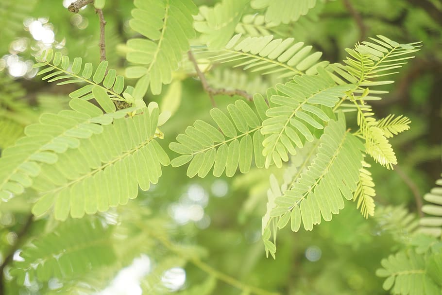 tree, leaves, sunshine, leaf, plant part, green color, growth HD wallpaper