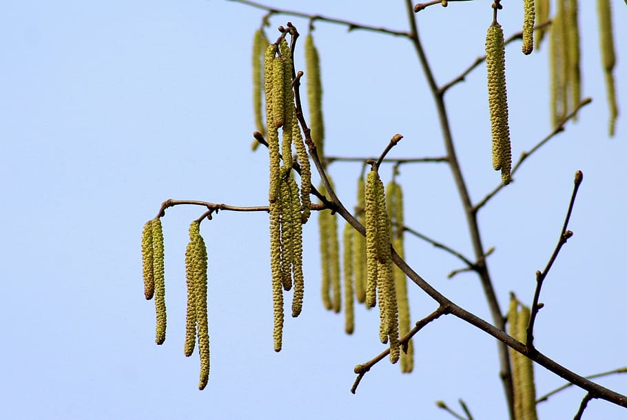 hazel, tree, spring, early spring, the basis of, season, figure HD wallpaper