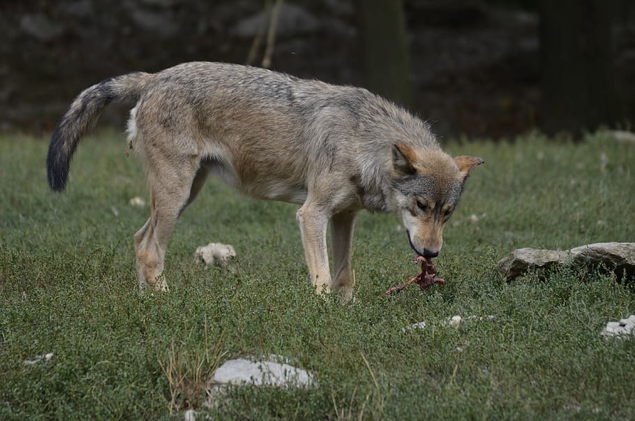 wolf, pack, predator, nature, wild animal, timber wolves, scheu, HD wallpaper