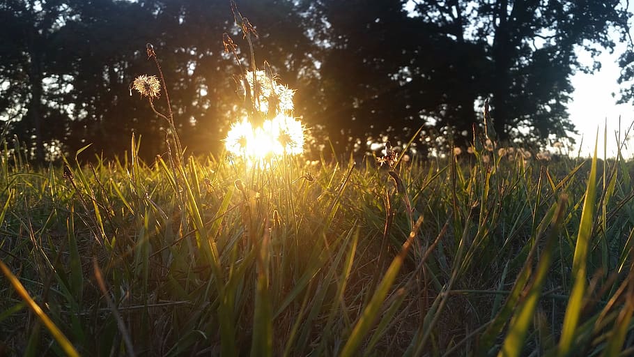 flower, sum, golden, background, grass, plant, tree, growth HD wallpaper
