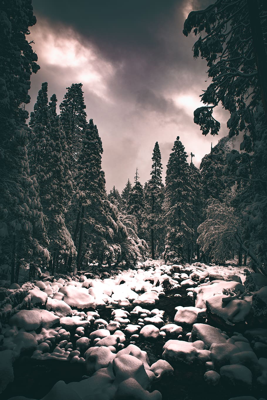 trees under gray clouds, plant, sky, nature, beauty in nature HD wallpaper