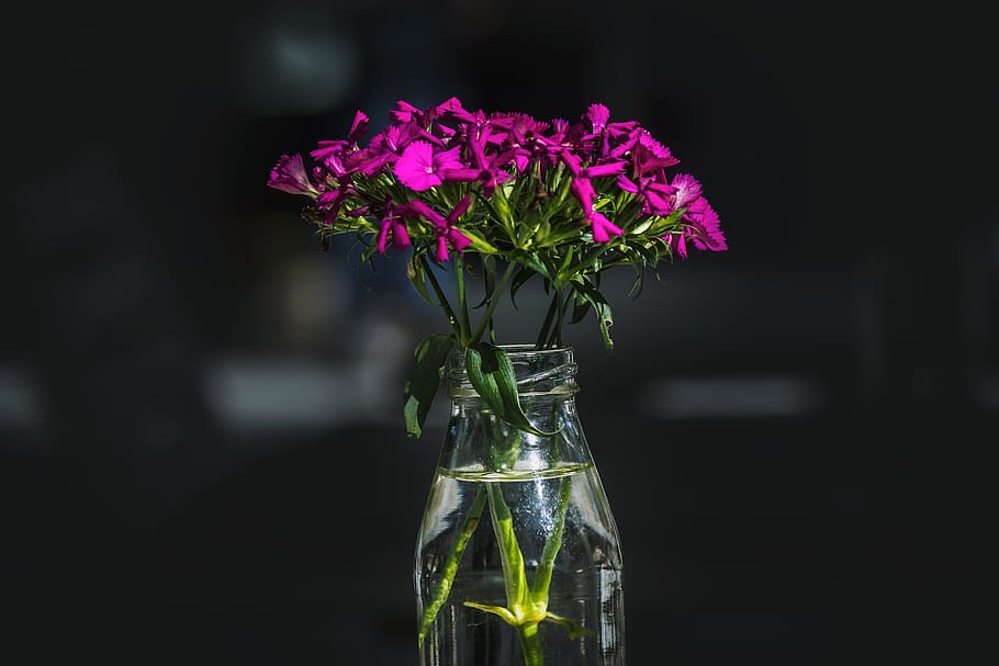 argentina, la plata, flowere, bottle, pink, crystal, flowering plant HD wallpaper