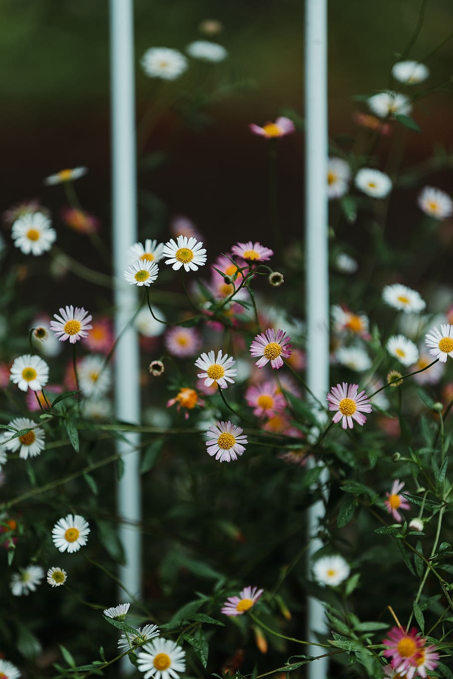 white petaled flowers, flowering plant, fragility, vulnerability HD wallpaper