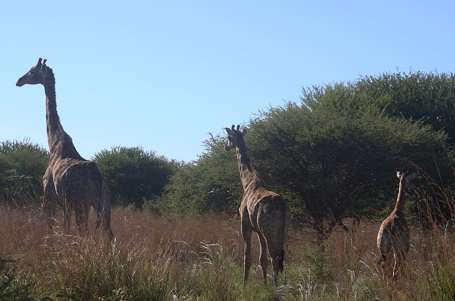 Photo of Giraffes on the Field, animals, barbaric, blur, close-up, HD wallpaper