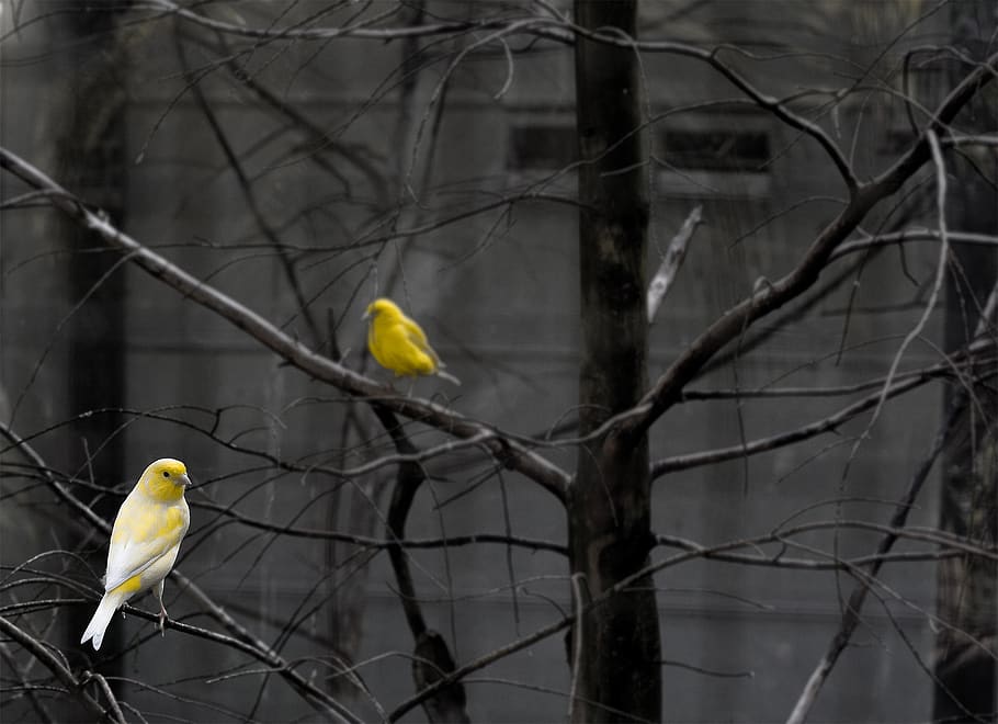 Two Yellow Birds Perched on Bare Tree, animals, aviary, building HD wallpaper