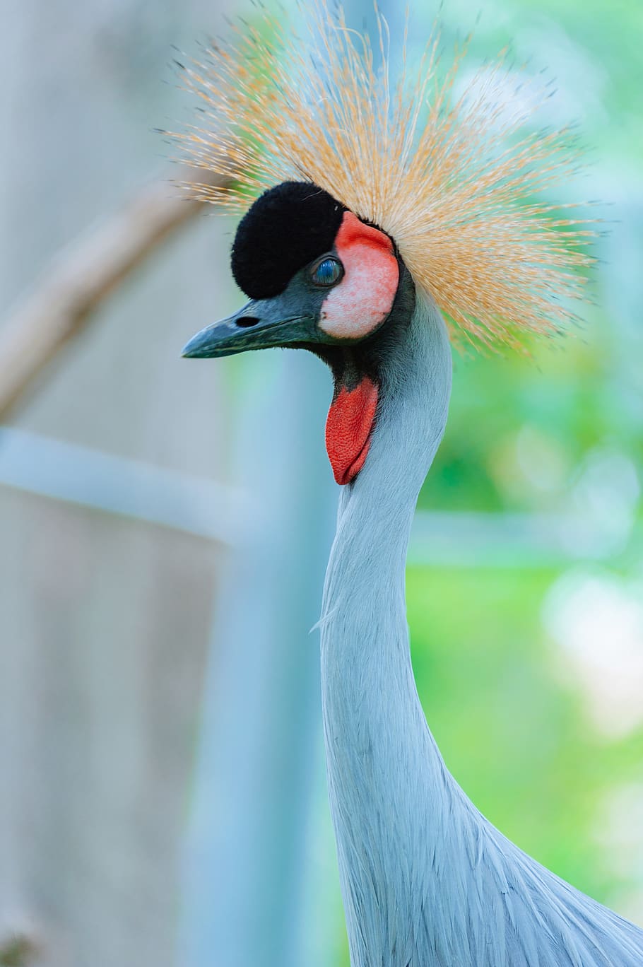 Wildlife Photography of Blue Goose, exotic, feather, neck, peacock HD wallpaper