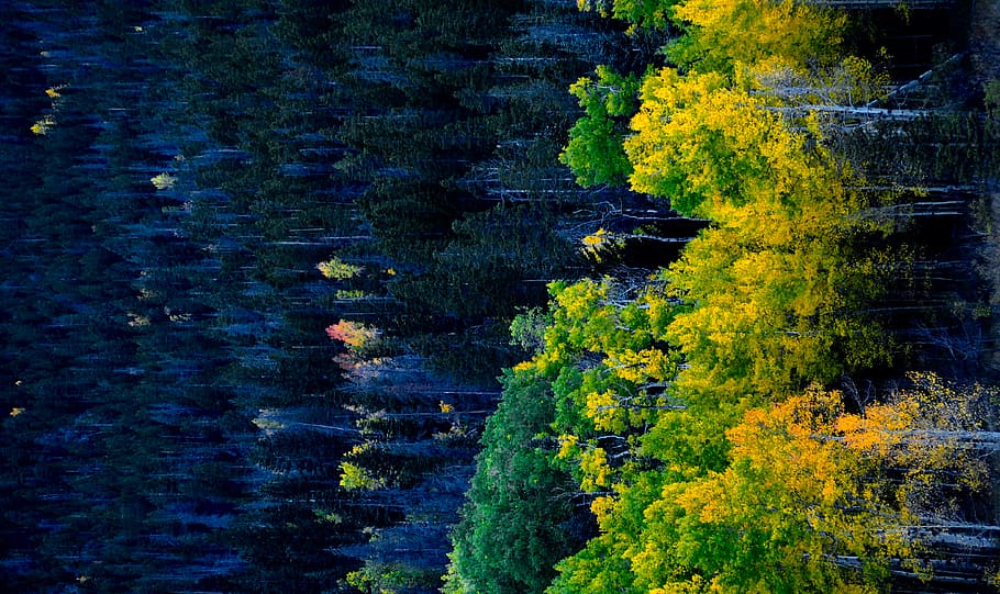 green forest tree, plant, beauty in nature, water, tranquility HD wallpaper