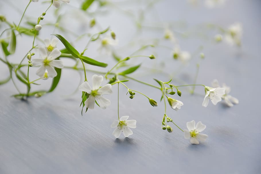 flowers, kachim, plant, white, soft light, little flowers, leaves, HD wallpaper