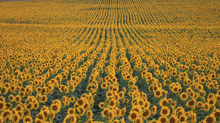 sunflower fields, beauty in nature, land, scenics - nature, plant HD wallpaper