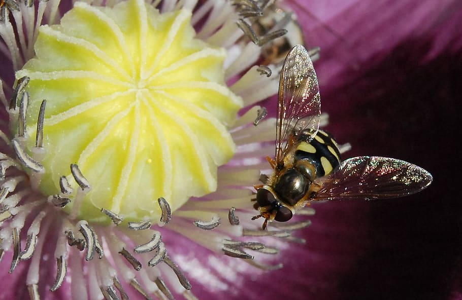 Yellow and Black Bee in Yellow Flower, close-up, flora, hoverfly HD wallpaper