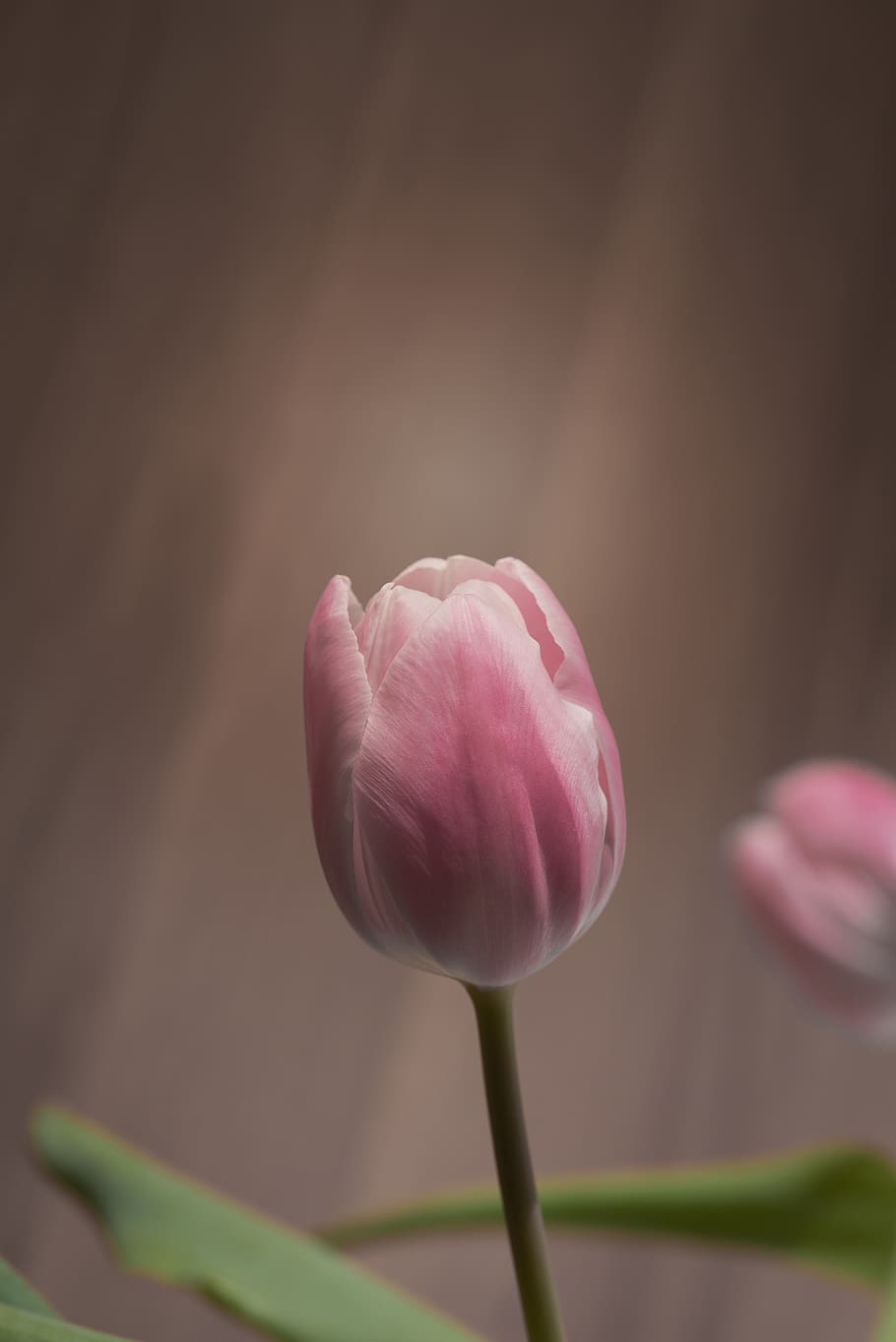 tulip, pink, tulip pink, flower, pink flower, blossom, bloom, HD wallpaper